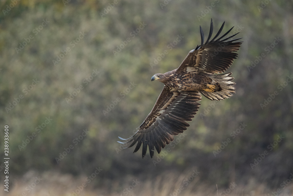 Birds of prey - white-tailed eagle in flight (Haliaeetus albicilla) Birds of prey - white-tailed eagle in flight (Haliaeetus albicilla)