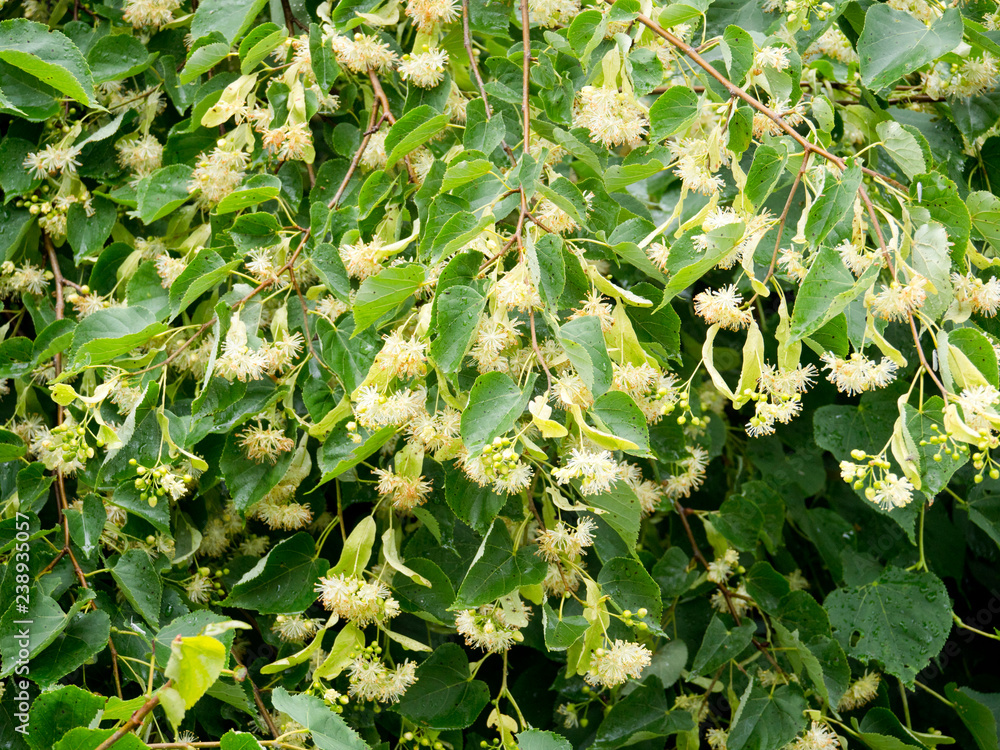Ukwiecone gałęzie lipy drobnolistnej(Tilia cordata Mill.) w czerwcu