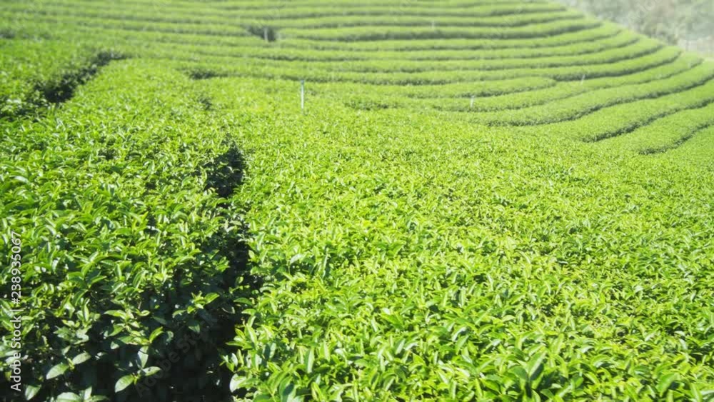 Orderly Rows of Tea Bushes on Slopes of Rural Thai Plantation Orderly Rows of Tea Bushes on Slopes of Rural Thai Plantation