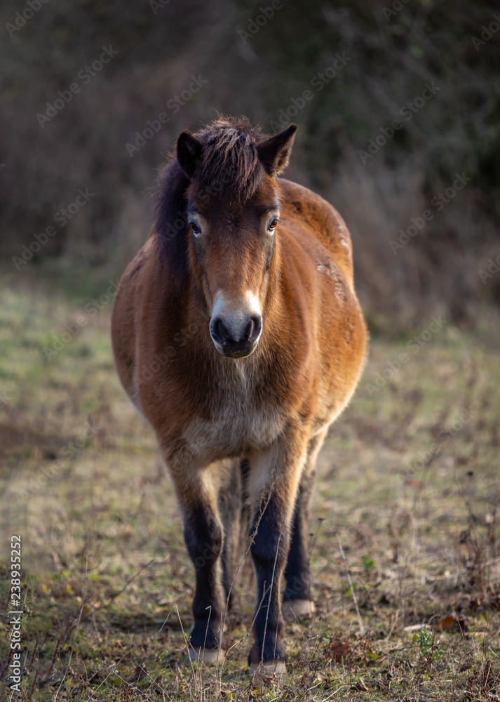 Wild horse, exmoor pony standing in the meadow in Masovice, Podyji, Czech Republic Wild horse, exmoor pony standing in the meadow in Masovice, Podyji, Czech Republic