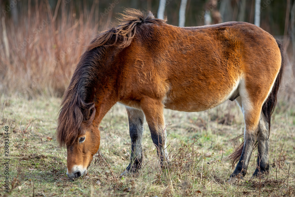 Wild horse, exmoor pony grazing in Masovice, Podyji, Czech Republic Wild horse, exmoor pony grazing in Masovice, Podyji, Czech Republic