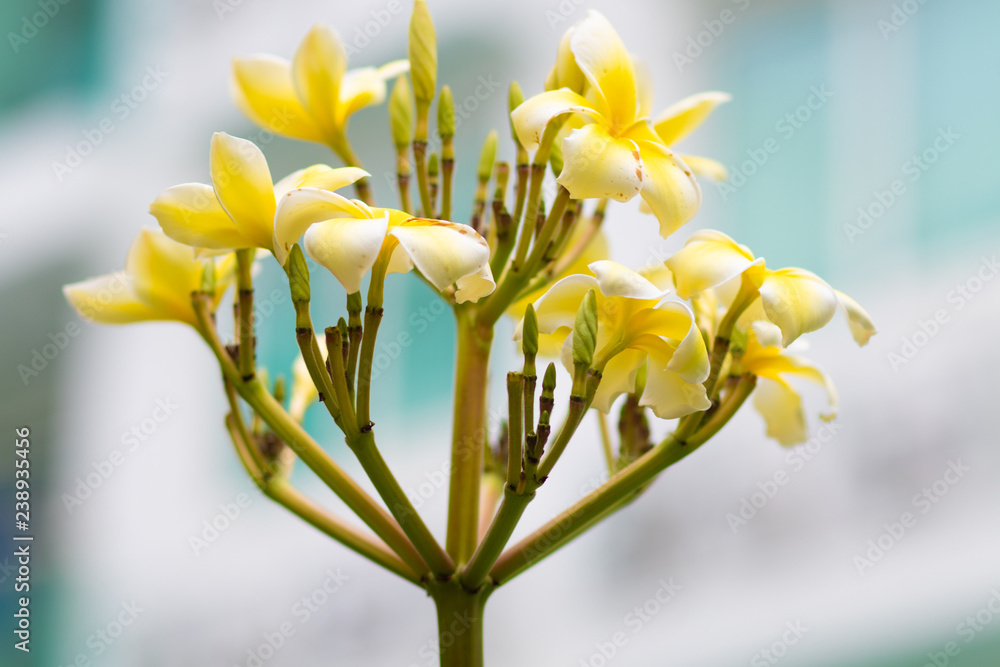 bush yellow plumeria on a blue background bush yellow plumeria on a blue background