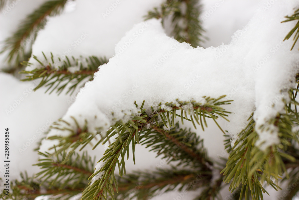 white snow lies on the pine branches white snow lies on the pine branches