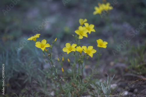 Canvastavla beautiful wild yellow flower called linum flavum also called as Dwarf Golden Fla