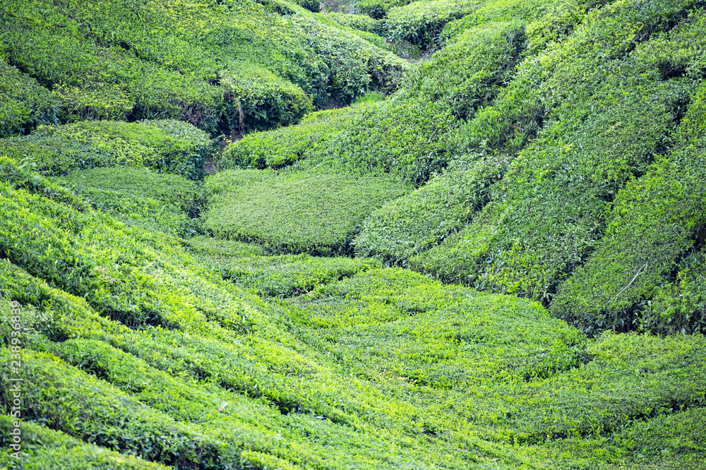 Beautiful expanse of green tea plantations grown in terraces on the hills of Darjeeling, India. Beautiful expanse of green tea plantations grown in terraces on the hills of Darjeeling, India.