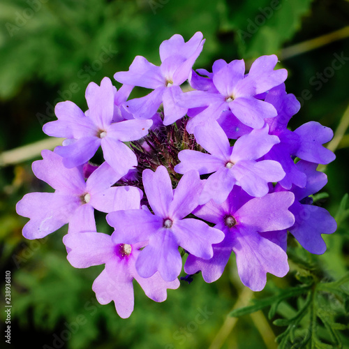 Prairie Verbena photo