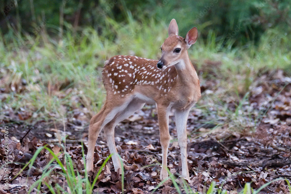 Texas white-tailed deer fawn Texas white-tailed deer fawn