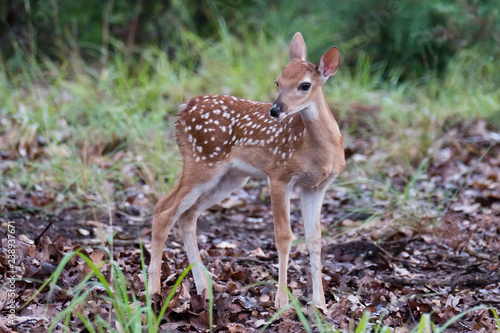 Texas white-tailed deer fawn