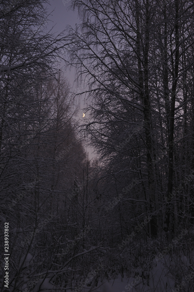 Obraz premium Northern forest