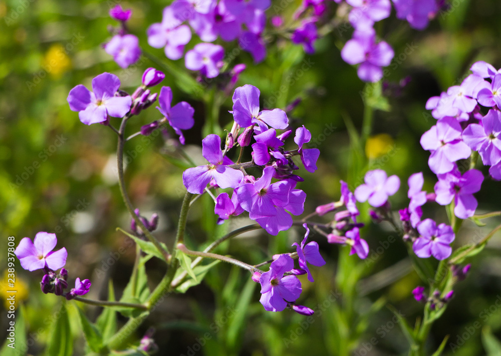 flowers, Hesperis or matron's Vechernitsa (night violet) flowers, Hesperis or matron's Vechernitsa (night violet)