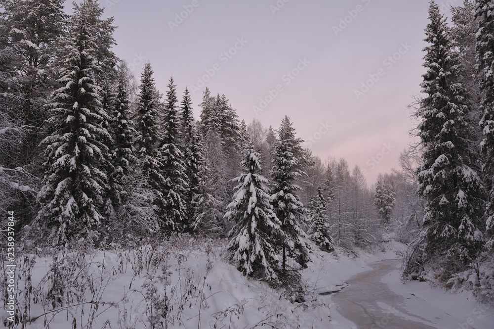 Obraz premium Northern forest