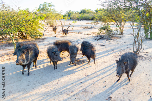 Foto Group of wild Chacoan peccary, Paraguay Chaco, Gran Chaco, Paraguay, Latin America, South America