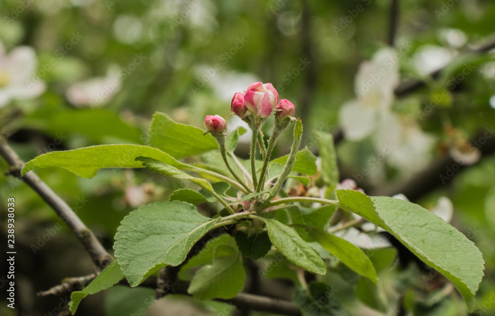 Apple blossoms on a background of green listvy Apple blossoms on a background of green listvy