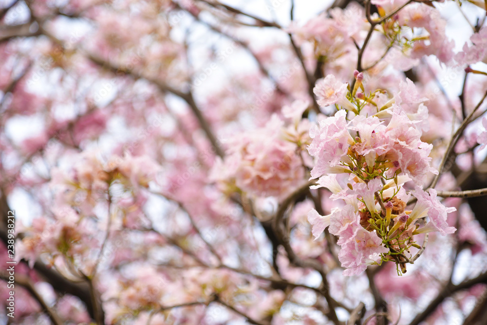 Pink Trumpet Tree or Pink Tabebuia