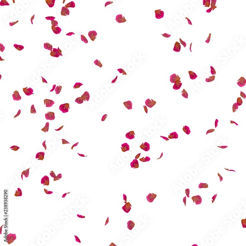 Rose petals fly in the air