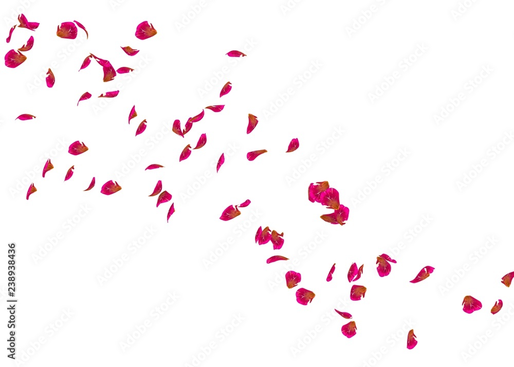 The petals of a red rose fly far into the distance The petals of a red rose fly far into the distance