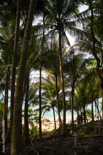  selective focus  Beautiful panorama full of green palm trees and a spectacular sea in the background  Phuket  Thailand.