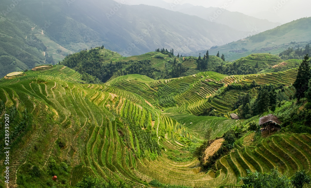 Landscape rice fields on terraced in Longsheng. Guangxi, China.