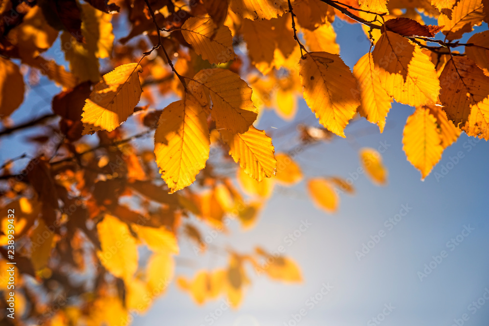 beech leaves in back light beech leaves in back light
