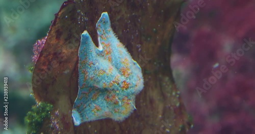 Patiria pectinifera or blue bat star. Starfish sitting on coral in tank. photo