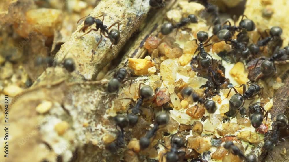 Black, tropical ants working together to collect bird excrement. Thailand Black, tropical ants working together to collect bird excrement. Thailand