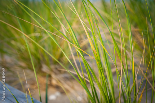 Dune Grass © Kara