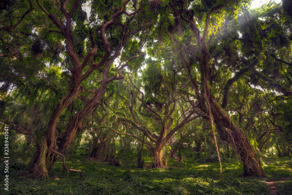 Fototapeta premium MauiTreesJungle