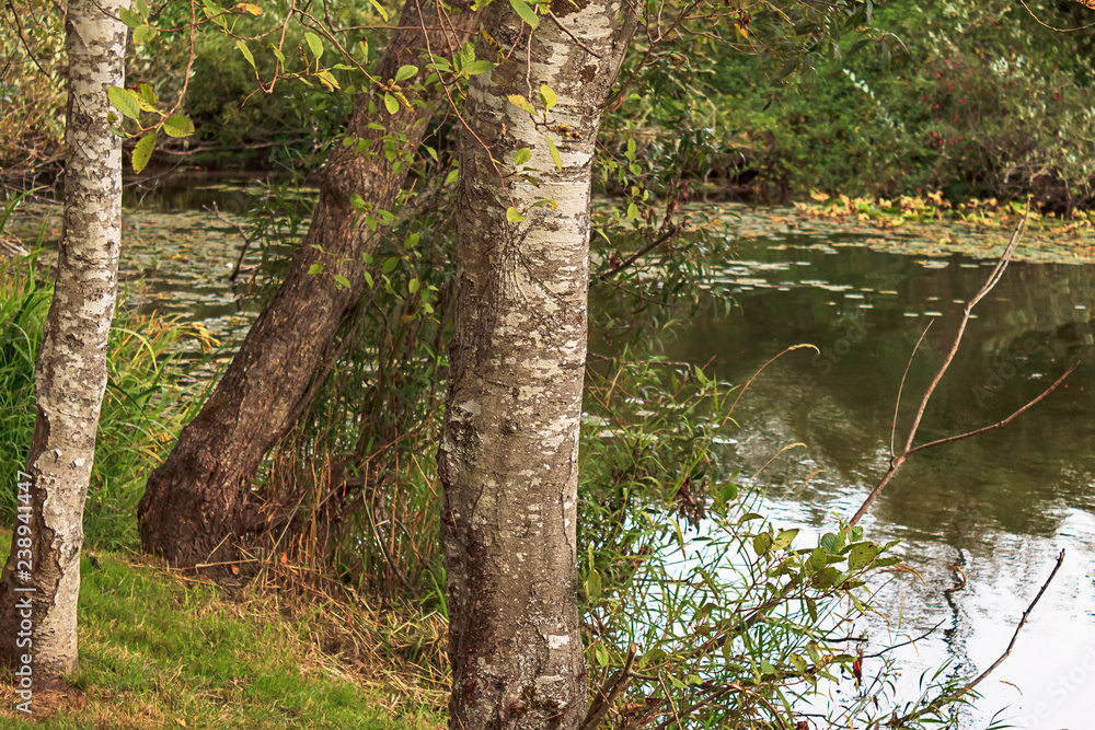 birch tree trunk centered in frame in a park birch tree trunk centered in frame in a park