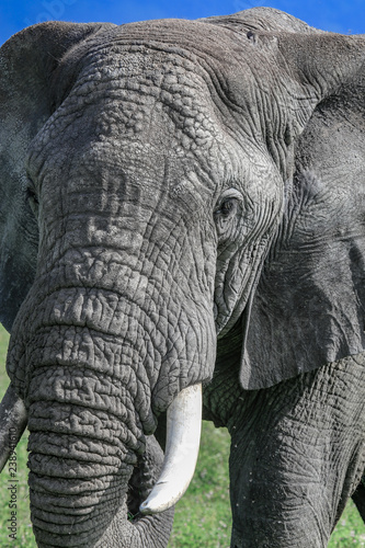 portrait close up of an elephant facing left