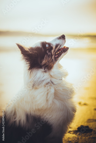 Wallpaper Mural border collie Torontodigital.ca