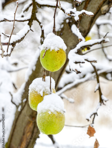 overripe apples covered with snow