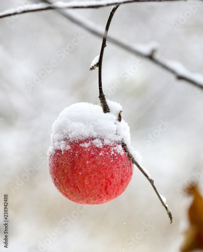 red applescovered with snow
