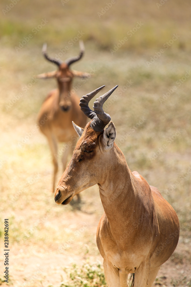 Fototapeta premium Portrait of antelope with friend standing behind