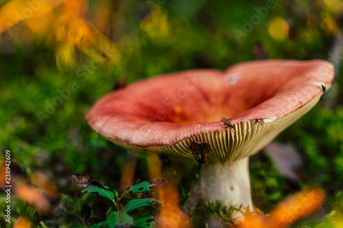 Closeup of Forest Vegetation with Grass, Mushroom and Foliage