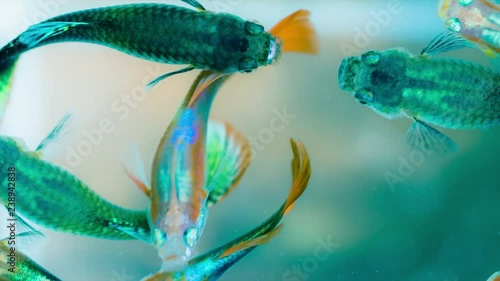 Group of attractive colorful guppy swimming, close up footage.