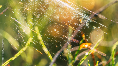 Closeup of Forest Vegetation with Grass and Foliage with Blurred Spider Web