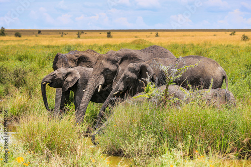 elephant herd of elephants with trunks stretched out to watering hole