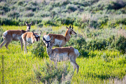 Fototapeta Naklejka Na Ścianę i Meble -  Antelope on the Plains of Wyoming