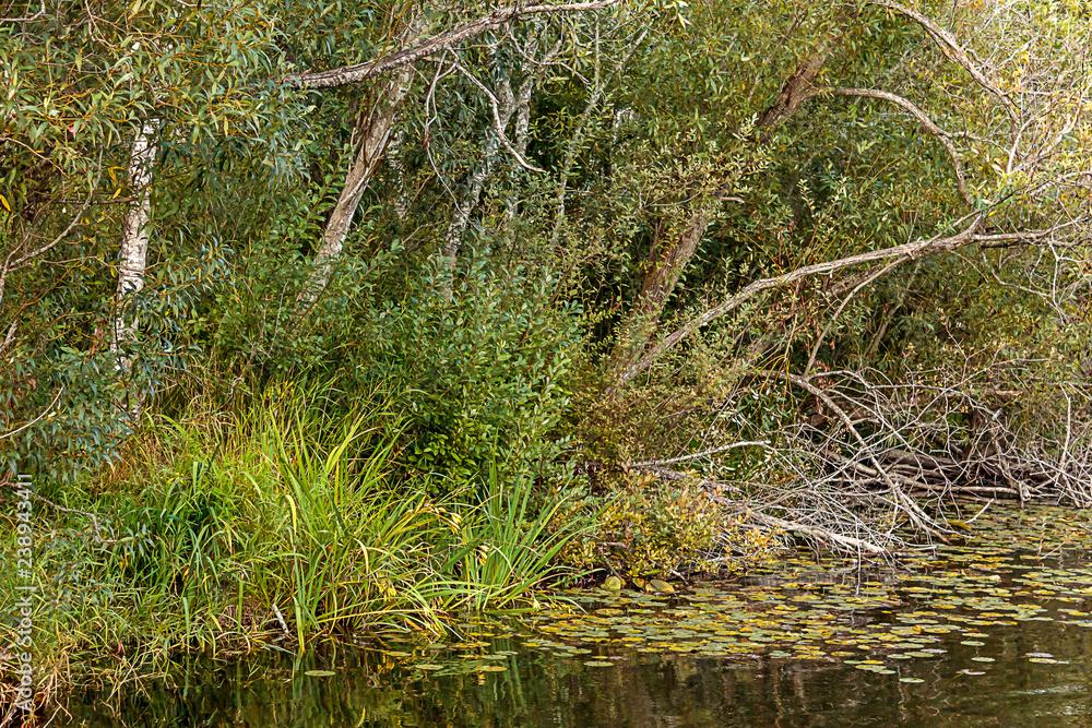 Obraz premium dense green bushes and trees at the edge of a lake