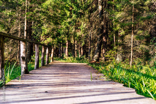 View of the Forest Road  heading deeper in the Woods