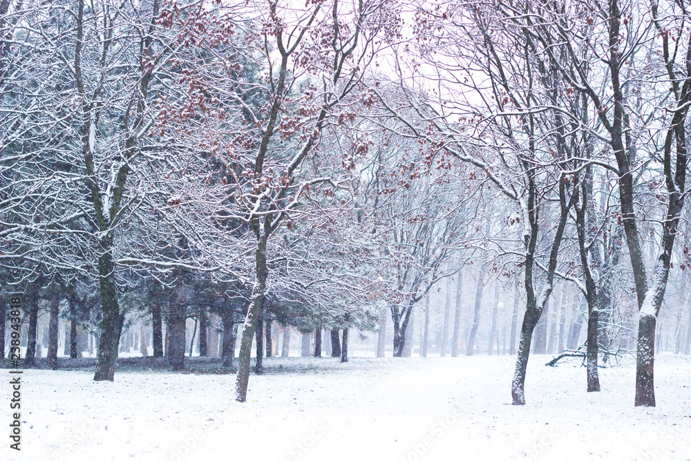 Snowfall in the public park blurry background Snowfall in the public park blurry background