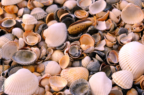 Foto shells on the beach