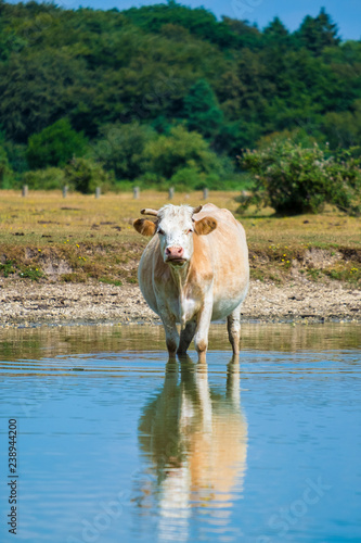 female brown cow standing in the water of a small pond