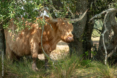 light brown ginger highland cow shelting in the shade under trees