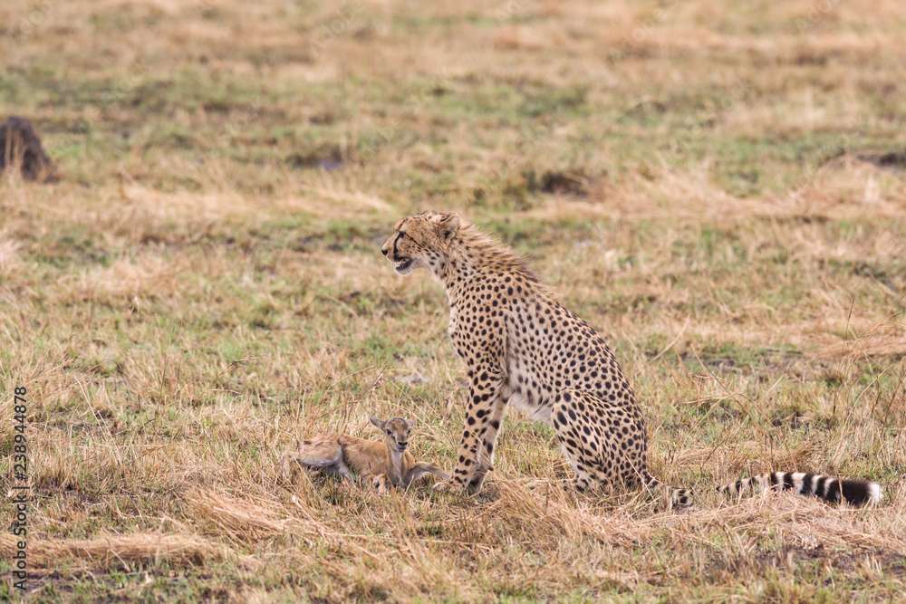 Cheetah (Acinonyx jubatus) with baby gazelle prey, Masai Mara National Game Park Reserve, Kenya, East Africa Cheetah (Acinonyx jubatus) with baby gazelle prey, Masai Mara National Game Park Reserve, Kenya, East Africa