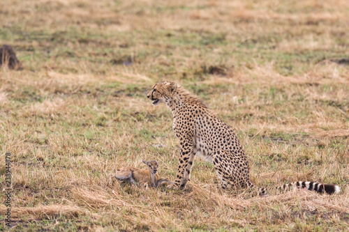 Cheetah (Acinonyx jubatus) with baby gazelle prey, Masai Mara National Game Park Reserve, Kenya, East Africa