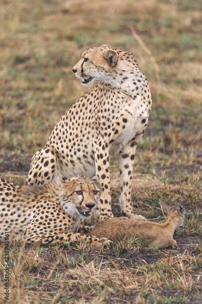 Cheetah (Acinonyx jubatus) With Gazelle Prey, Maasai Mara Cheetah (Acinonyx jubatus) With Gazelle Prey, Maasai Mara