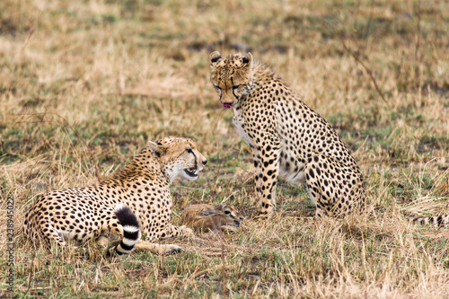 Cheetahs (Acinonyx jubatus) With Gazelle Prey, Maasai Mara