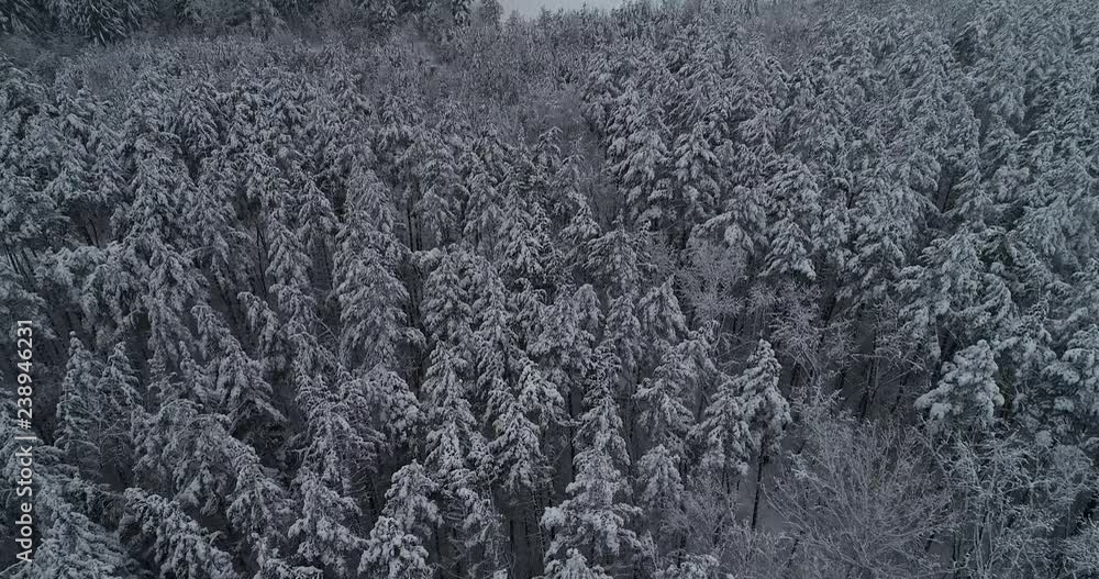 Aerial view. Flying above frozen forest. Сamera rises up during the flight. 4K. Aerial view. Flying above frozen forest. Сamera rises up during the flight. 4K.