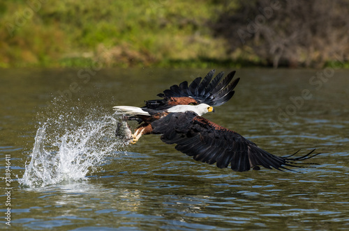 African Fish Eagle (Haliaeetus vocifer) catching fish from the water, Lake Naivasha, Kenya